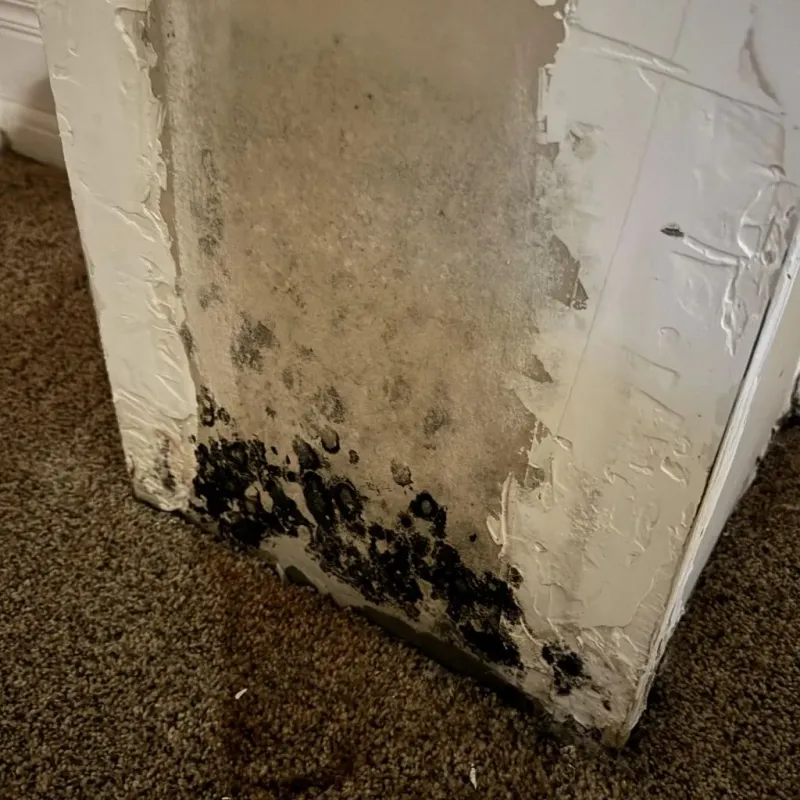 Professional Mold Removal in Santa Maria, CA
